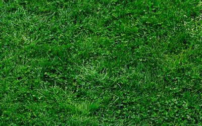 City releases re-seeding schedule for athletic fields