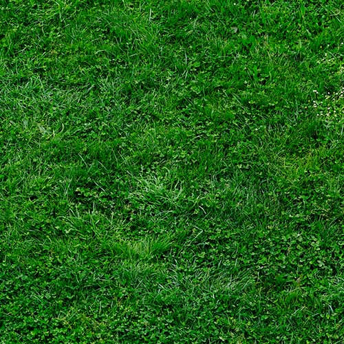 City releases re-seeding schedule for athletic fields